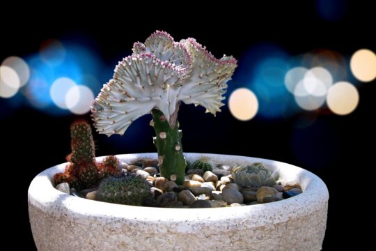 kaktus w donicy
