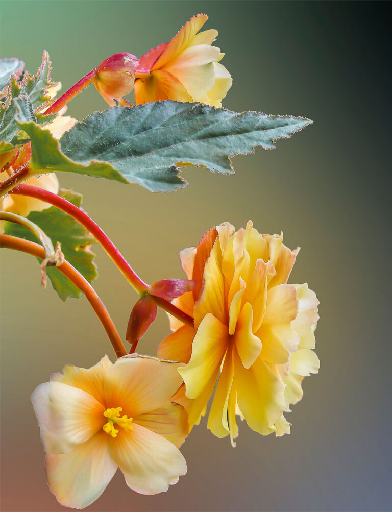 Wytrzymałe kwiaty na balkon oraz niewymagające i długotrwale kwitnące rośliny na taras