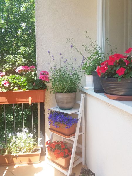 słoneczny balkon z kwiatami w donicach i roślinami przy balustradzie
