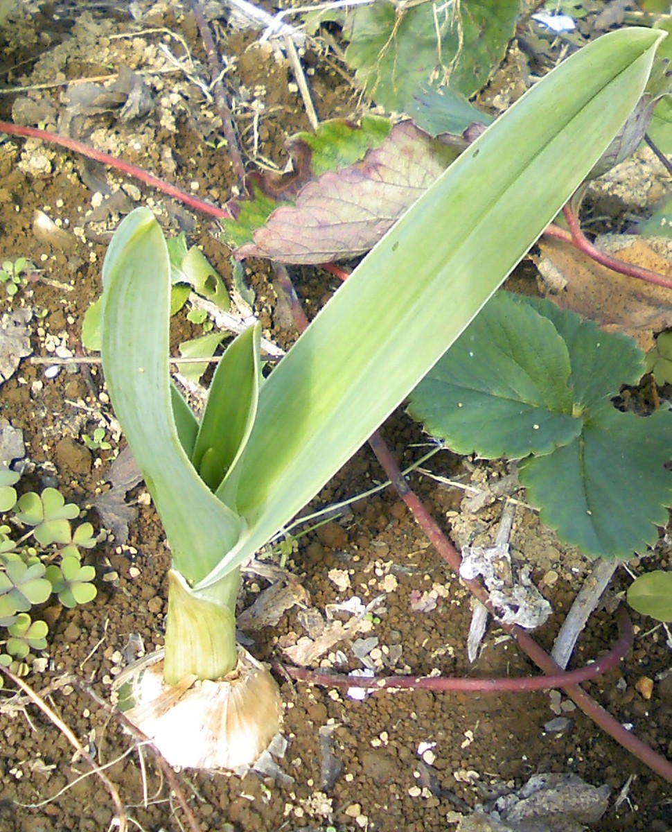 A bulb of jumbo garlic.