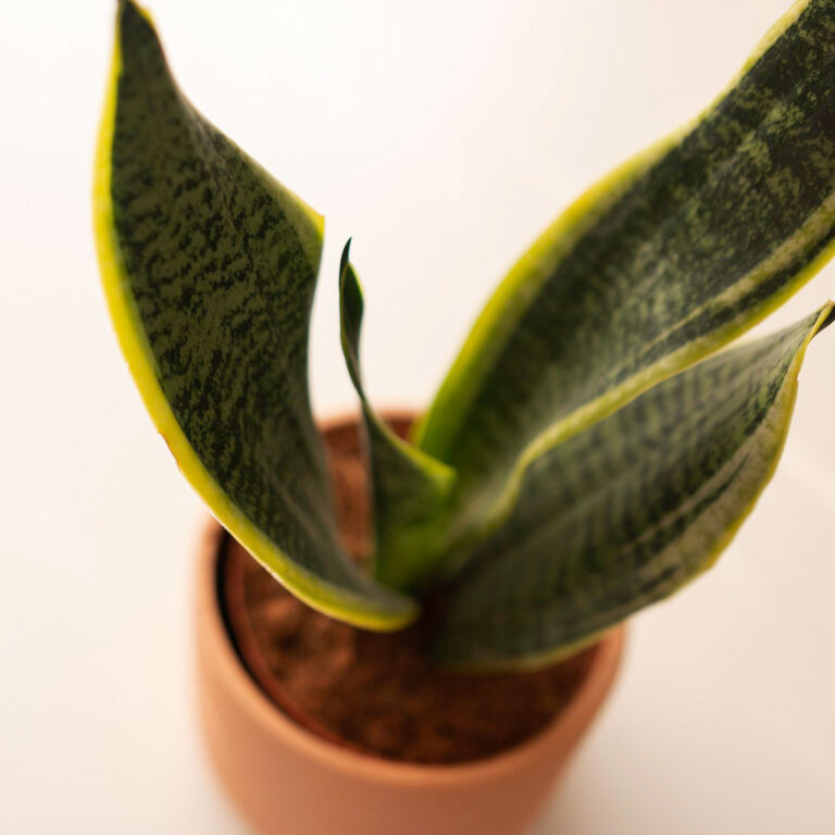 Najzdrowsze kwiaty do sypialni – jakie wybierać?