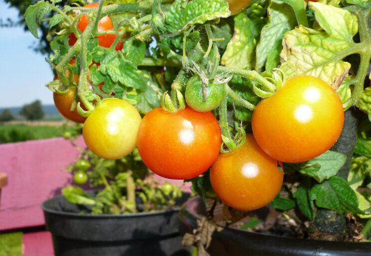 przelane pomidory