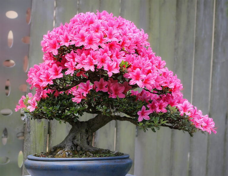 Azalia na pniu – uprawa, pielęgnacja i kwitnienie w domu oraz ogrodzie