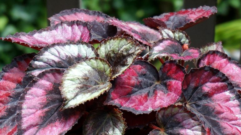 Begonia królewska o różowo-srebrnych liściach