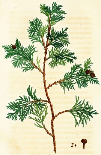 chamaecyparis thyoides