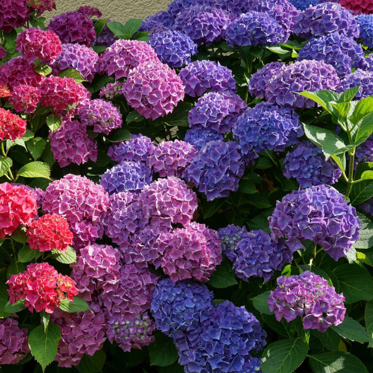 Hortensja ogrodowa: pielęgnacja, odmiany i kompozycje