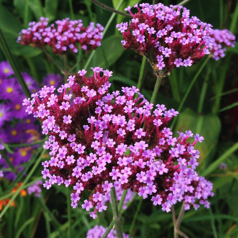 Werbena ogrodowa – uprawa, sadzenie i pielęgnacja