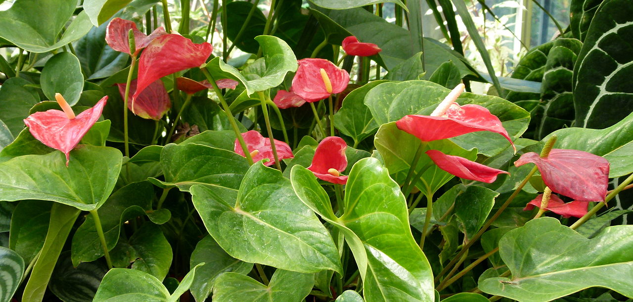 anthurium andraeanum