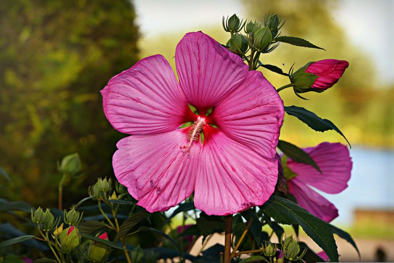 hibiskus bagienny z dużym różowym kwiatem w ogrodzie