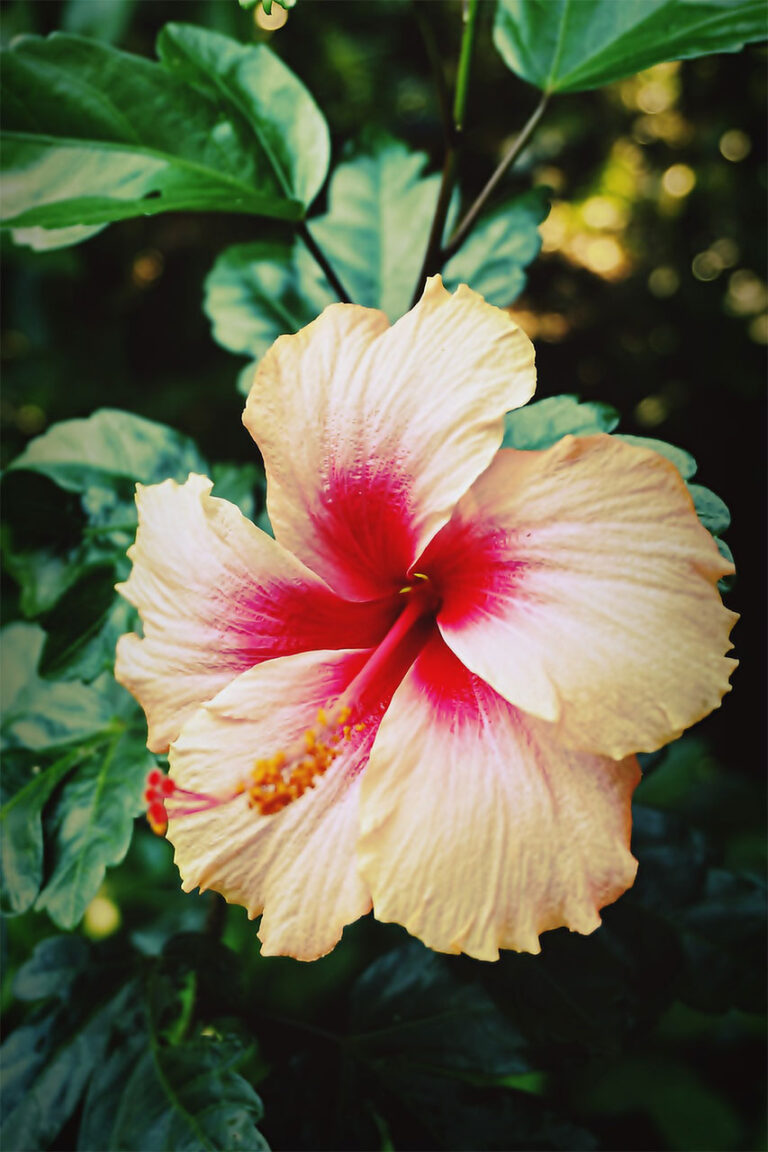 Hibiskus bagienny: Tajemnicza roślina, która oczarowuje swoją piękną barwą