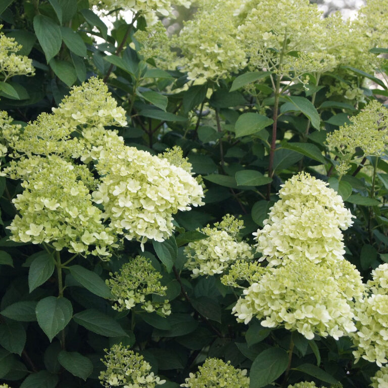 Hortensja bukietowa – wymagania, pielęgnacja i cięcie