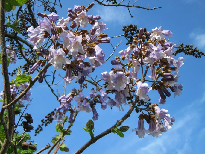 paulownia omszona z jasnofioletowymi kwiatami i torebkami nasiennymi