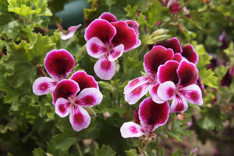 Pelargonia angielska – uprawa, pielęgnacja i zimowanie