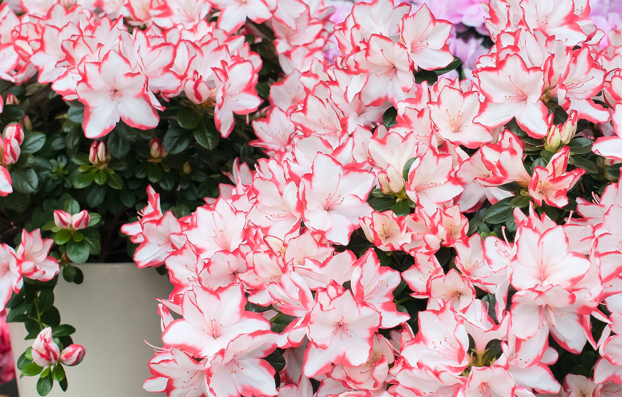 Pelargonia angielska o białych kwiatach z czerwonym obrzeżem