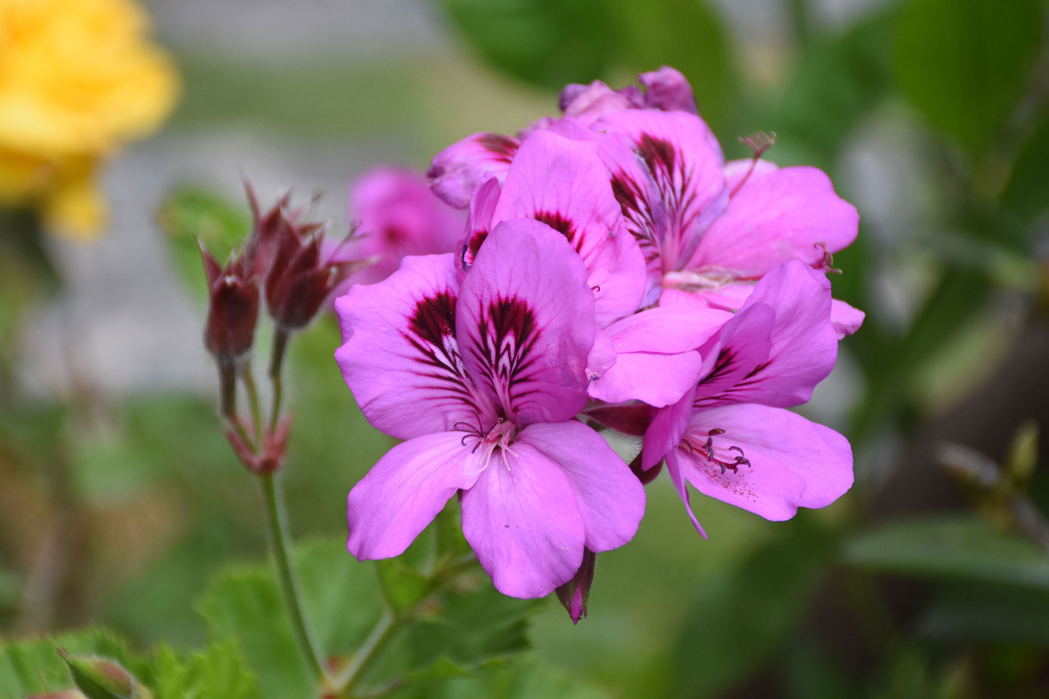 pelargonia angielska o różowych kwiatach z ciemnym środkiem