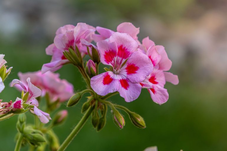 pelargonia angielska o różowych kwiatach z ciemnym środkiem