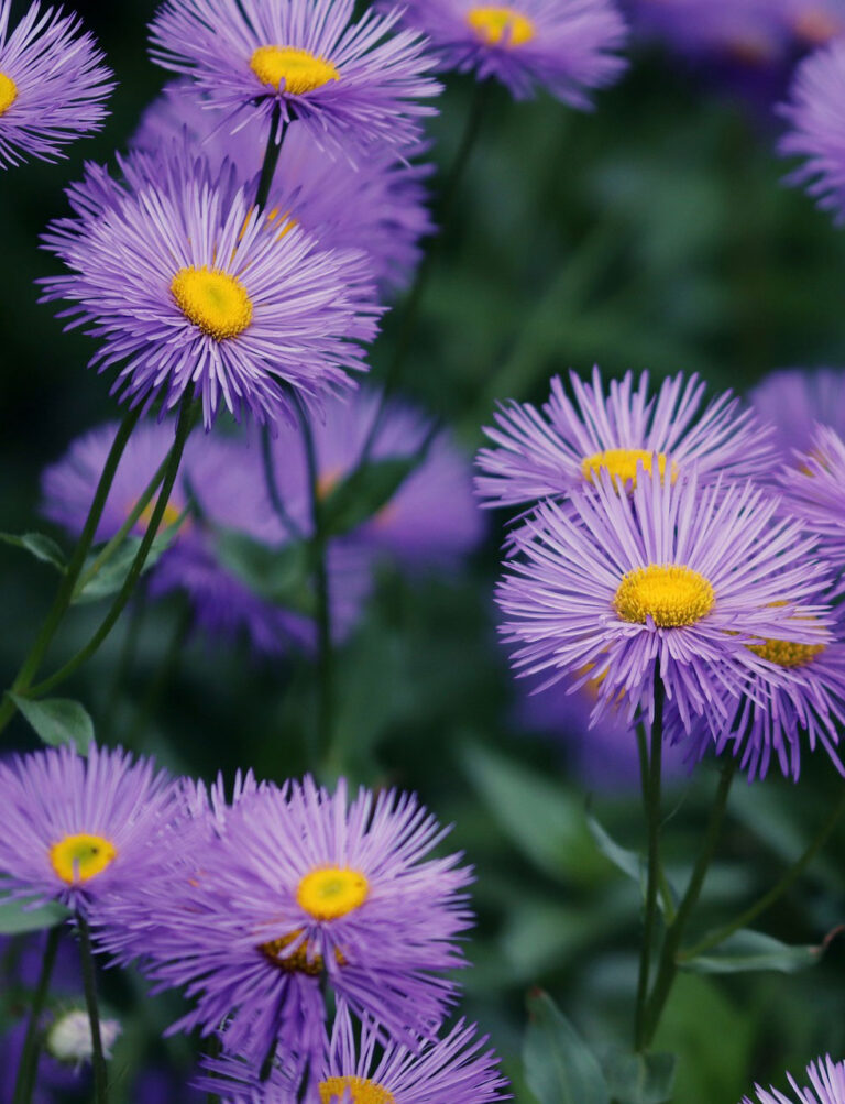 Astry nowoangielskie – uprawa, sadzenie i pielęgnacja