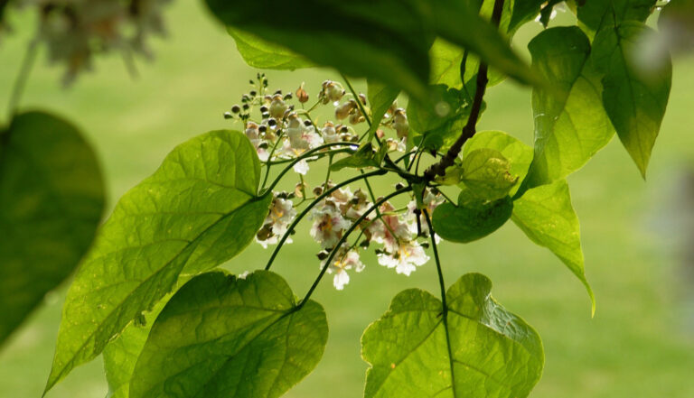 Katalpa – jak pielęgnować i gdzie sadzić to wyjątkowe drzewo?
