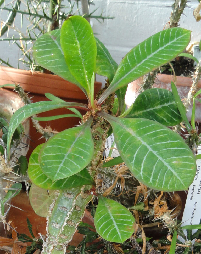 Wilczomlecz białounerwiony – uprawa, pielęgnacja i podlewanie