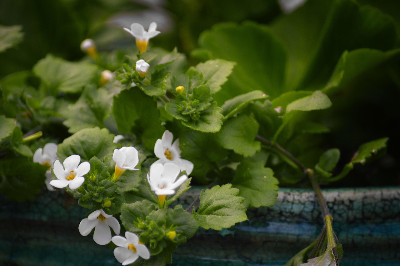 bakopa w donicy balkonowej jako roślina do kompozycji z pelargoniami