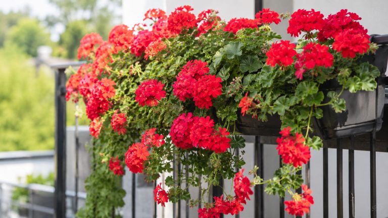 Pelargonia kaskadowa – pielęgnacja, podlewanie i kwitnienie