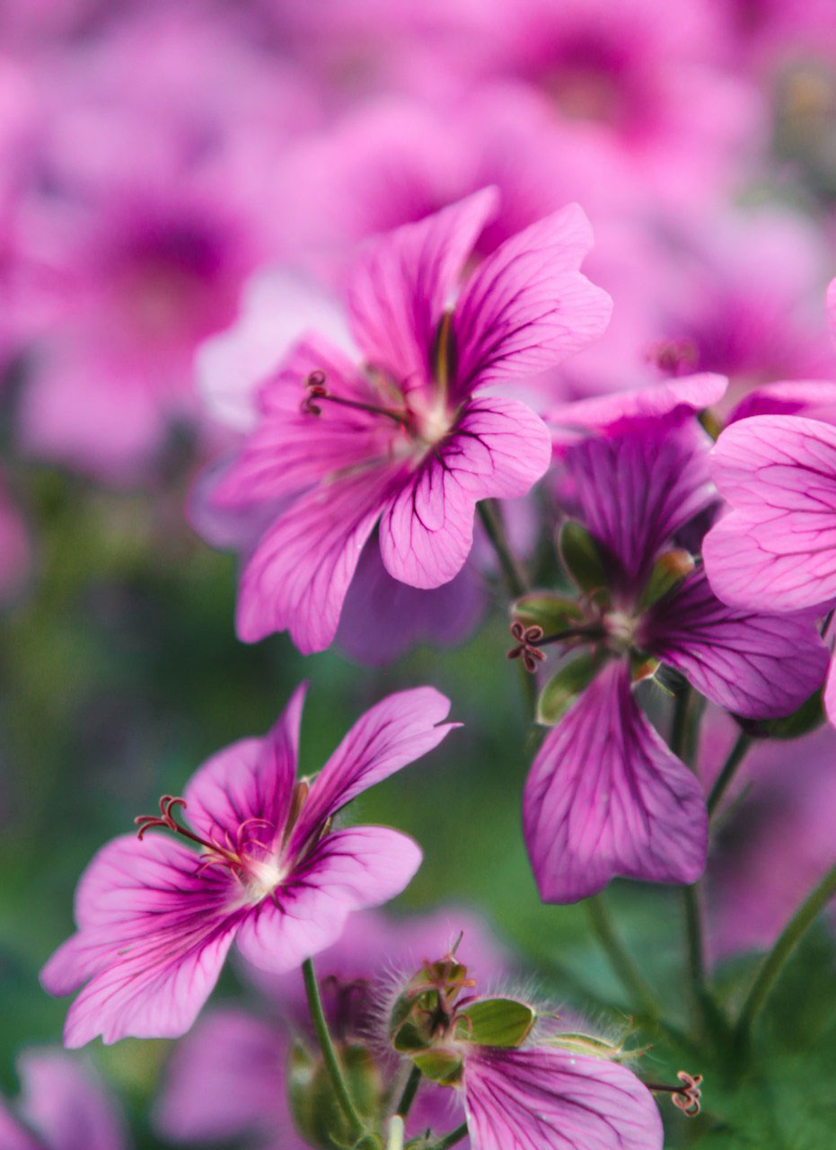 odmiana pelargonii