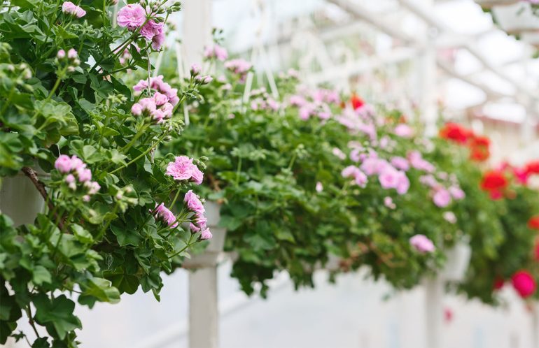pelargonie w skrzynkach balkonowych na jasnym balkonie z rozmytym tłem