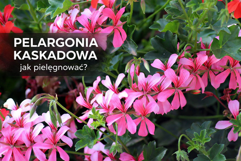 pelargonia kaskadowa na balkonie – uprawa i pielęgnacja pelargonii peltatum