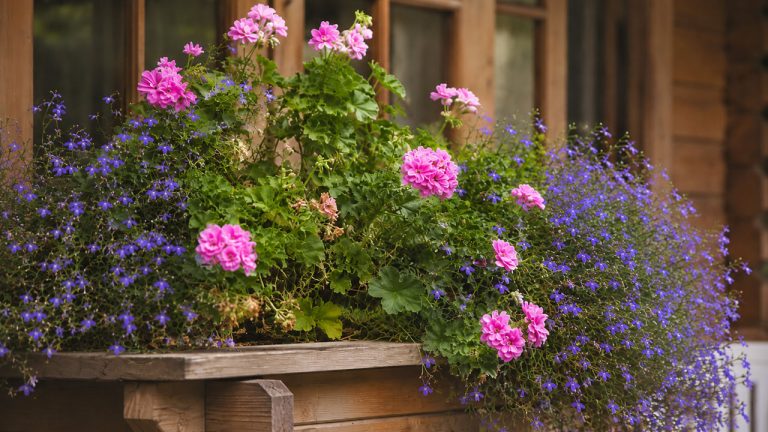 Wypełniacze do pelargonii – jakie rośliny sadzić razem?