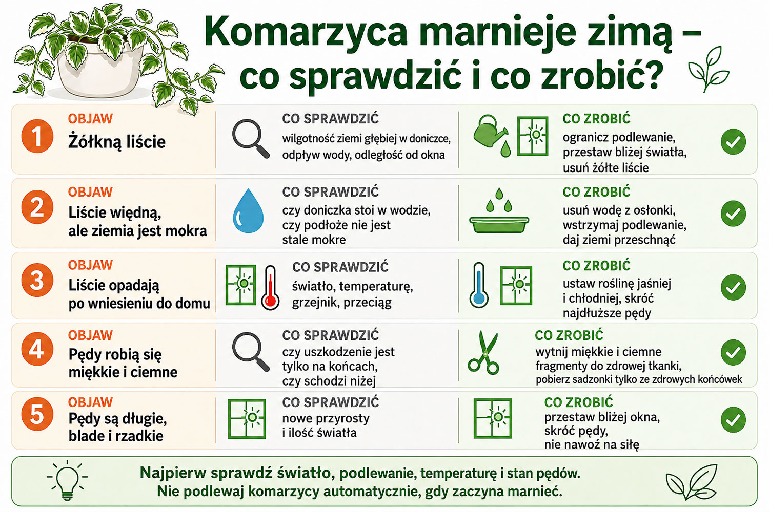 Infografika pokazująca objawy problemów z komarzycą podczas zimowania