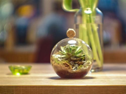 kamienie w szkle i sukulent