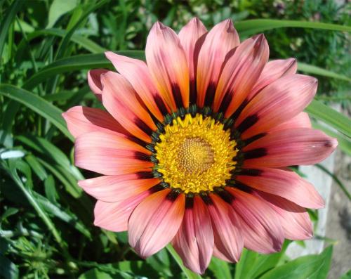 pojedyncza stokrotka na balkonie