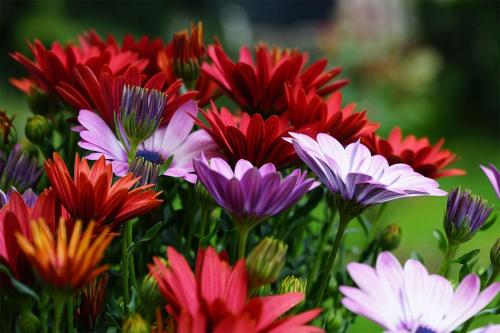 kolorowe stokrotki w domu