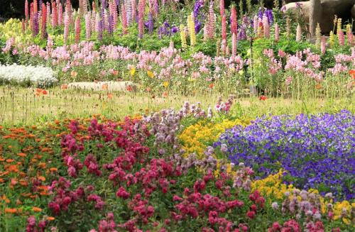 zioła i byliny na rabatce